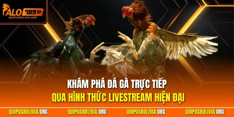 Khám phá đá gà trực tiếp qua hình thức livestream hiện đại