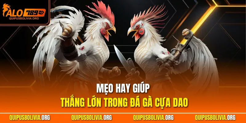 Mẹo hay giúp thắng lớn trong đá gà cựa dao